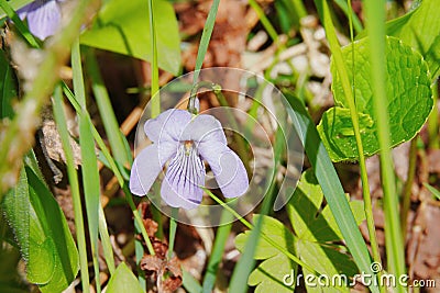 Beautiful little flower, summer has come Stock Photo