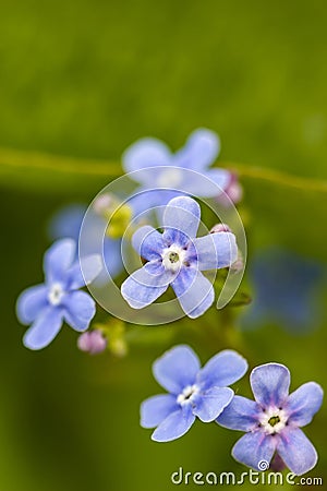 Beautiful little flowers of forget-me-not Myosotis in the spri Stock Photo