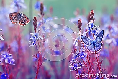 Beautiful little golubyanka Icarus butterflies sit and flutter in a bright meadow on gentle blue and lilac flowers on a Sunny Stock Photo