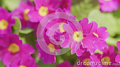 Beautiful little purple flowers. Blurred natural background at spring or summer season. Stock Photo