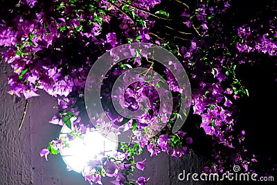 beautiful little purple flowers in the dark, lit by a lamp Stock Photo