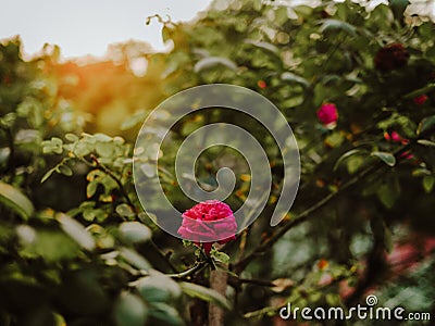 Beautiful little rose flower under sunlight in the garden | Dreamy daylight Stock Photo