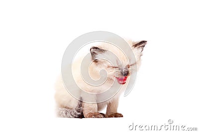 Beautiful little siamese kitten mewing on camera on white background. Isolated on white background. Stock Photo