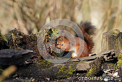 A little squirrel eats acorns Stock Photo