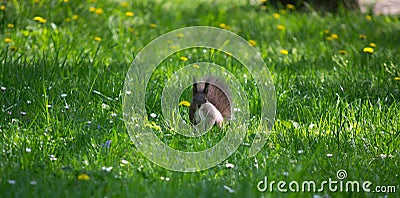 Beautiful little squirrel Stock Photo