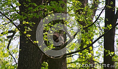 Beautiful little squirrel Stock Photo