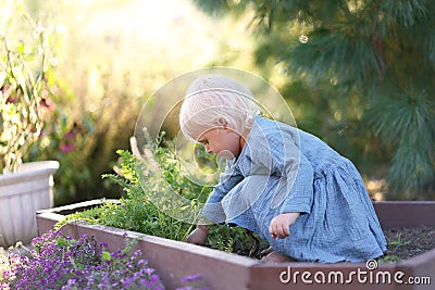 Beautiful Little Toddler Girl Harvesting Vegetables from Garden Stock Photo