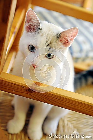 Beautiful little white cat Stock Photo
