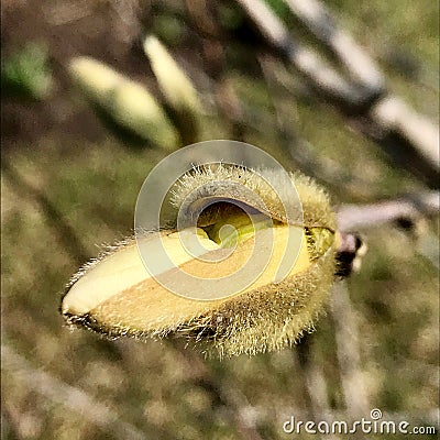 Beautiful living tree with lot of leaves on branches protrude from wooden plant Stock Photo