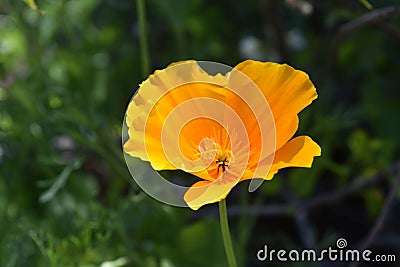 Beautiful Lone California Poppy Flower Blossom Stock Photo