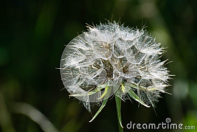 Beautiful lonely dandelion Stock Photo