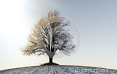 Lonely winter tree in the sunset Stock Photo