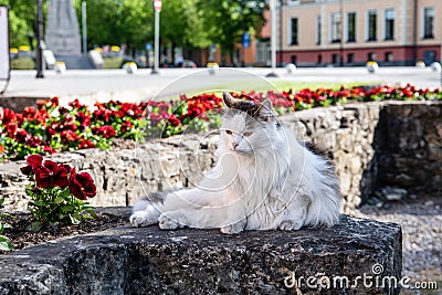 Beautiful long-haired cat. Rest and laze in the urban environment Stock Photo