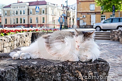 Beautiful long-haired cat. Rest and laze in the urban environment Stock Photo