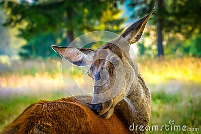 Beautiful look deer stag meadow forest nature natural park life wildlife Romania Stock Photo