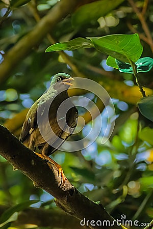 Beautiful look of a Javan Myna bird Stock Photo