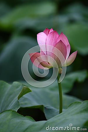 Beautiful lotus Stock Photo