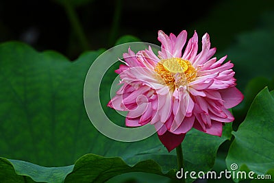 Beautiful lotus Stock Photo