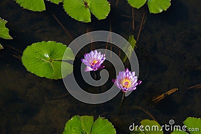 LOTUS AT LOTUS MUSEUM in Sakon Nakhon Stock Photo