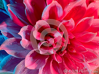 Beautiful lotus flower Stock Photo