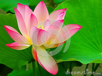 Beautiful Lotus Flower Stock Photo