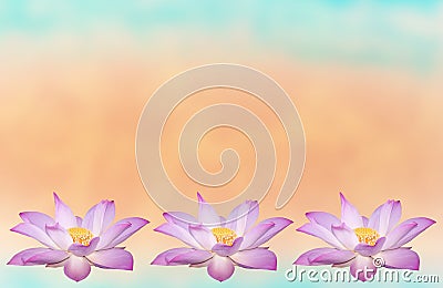Beautiful lotus flower in blooming Stock Photo