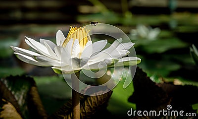 Beautiful lotus flower. Stock Photo