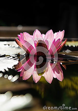 Beautiful lotus flower. Stock Photo