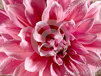 Beautiful lotus flower with water drops Stock Photo