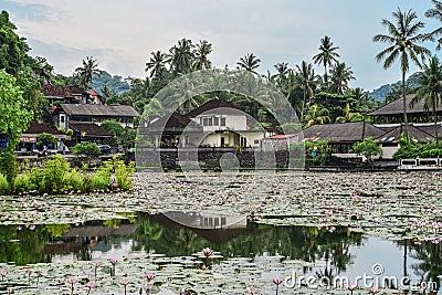 Beautiful Lotus Lagoon pond Editorial Stock Photo