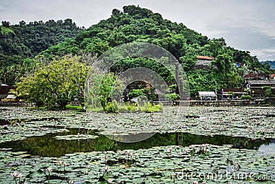 Beautiful Lotus Lagoon pond Editorial Stock Photo