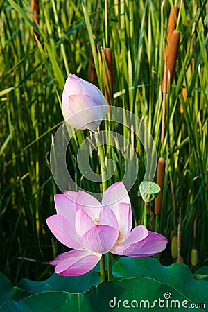 Beautiful lotus in pong Stock Photo