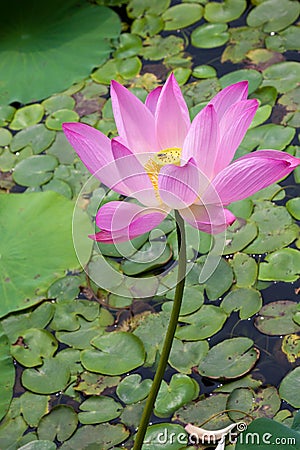Beautiful lotus in pong Stock Photo