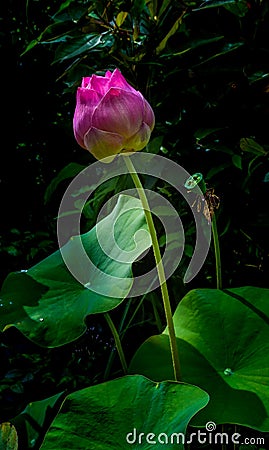 Beautiful lotus that symbol of Buddhism,A religion that Thais re Stock Photo