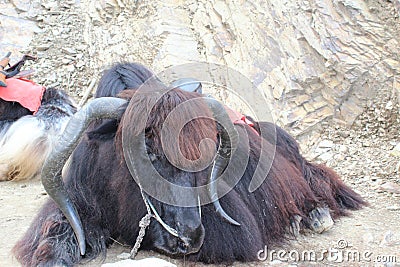 Yak animal Stock Photo