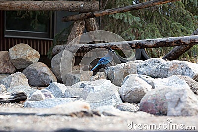 Beautiful lovely blue Steller's jay or long-crested jay perched on the stones during the daytime Stock Photo