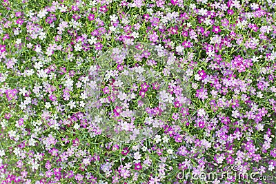 Beautiful lovely little white and pink gypsophila flowers patte Stock Photo