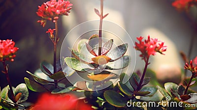 Beautiful Lovely red flower sunset Sunshine Plant Stock Photo