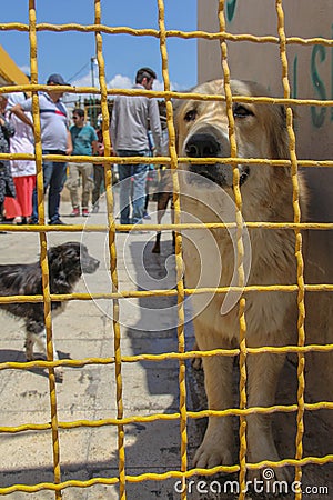 Animal shelter in Hashtgerd city of Karaj province that protects dogs Editorial Stock Photo