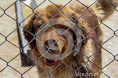 Animal shelter in Hashtgerd city of Karaj province that protects dogs Stock Photo