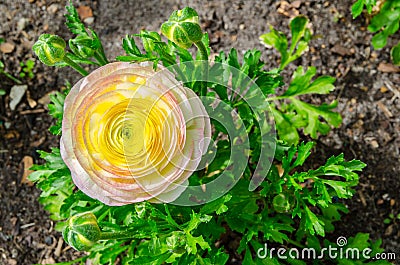 Beautiful lovely yellow and pink Ranunculus or Buttercup flowers at Centennial Park, Sydney, Australia. Stock Photo