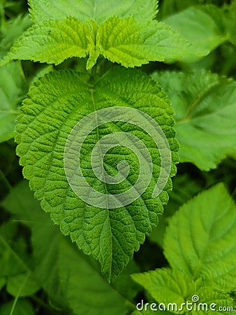 Beautiful lush green leaves of shurbs in the jungle close up view. Single Leaf Close-Up macro. Stock Photo