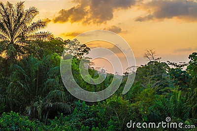 Beautiful lush green West African rain forest during amazing sunset, Liberia, West Africa Stock Photo