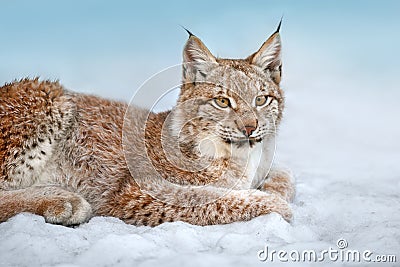 Beautiful lynx rest Stock Photo