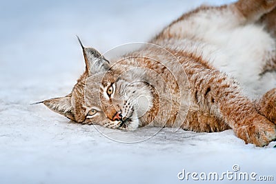 Beautiful lynx rest Stock Photo