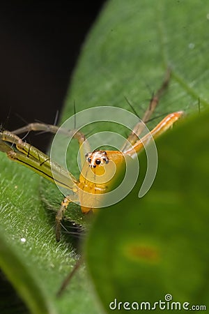 Beautiful lynx spider in nature Stock Photo