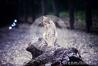 Beautiful lynx on the tree Stock Photo