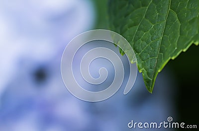 Beautiful macro close up of green leaf with bunch of blue violet petals of hortensia flower in blurred background texture Stock Photo