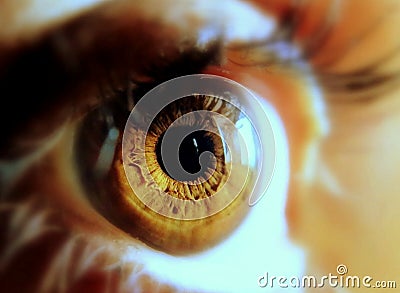 Macro of beautiful honey colored eyes Stock Photo