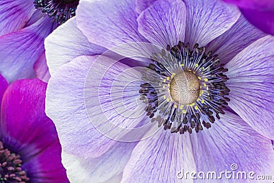 Beautiful macro of Japanese purple anemone flowers Stock Photo